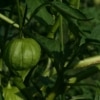 tomatillo