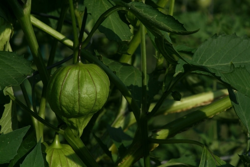 tomatillo