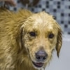 Dog Washing