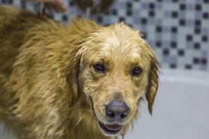 Dog Washing