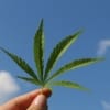 Hemp Leaf