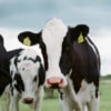Case Study #73: Local Meat Delivery Peaks at the Right Time